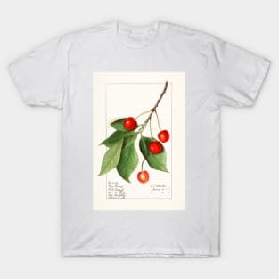 Cherries (Prunus Avium) (1911) T-Shirt